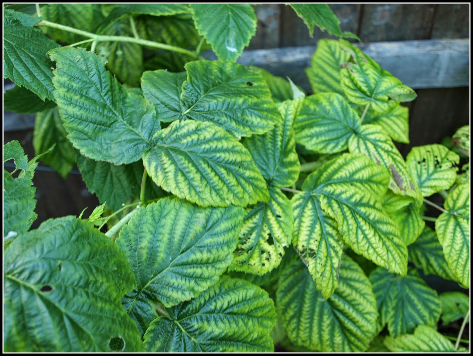 Mark's Veg Plot: 