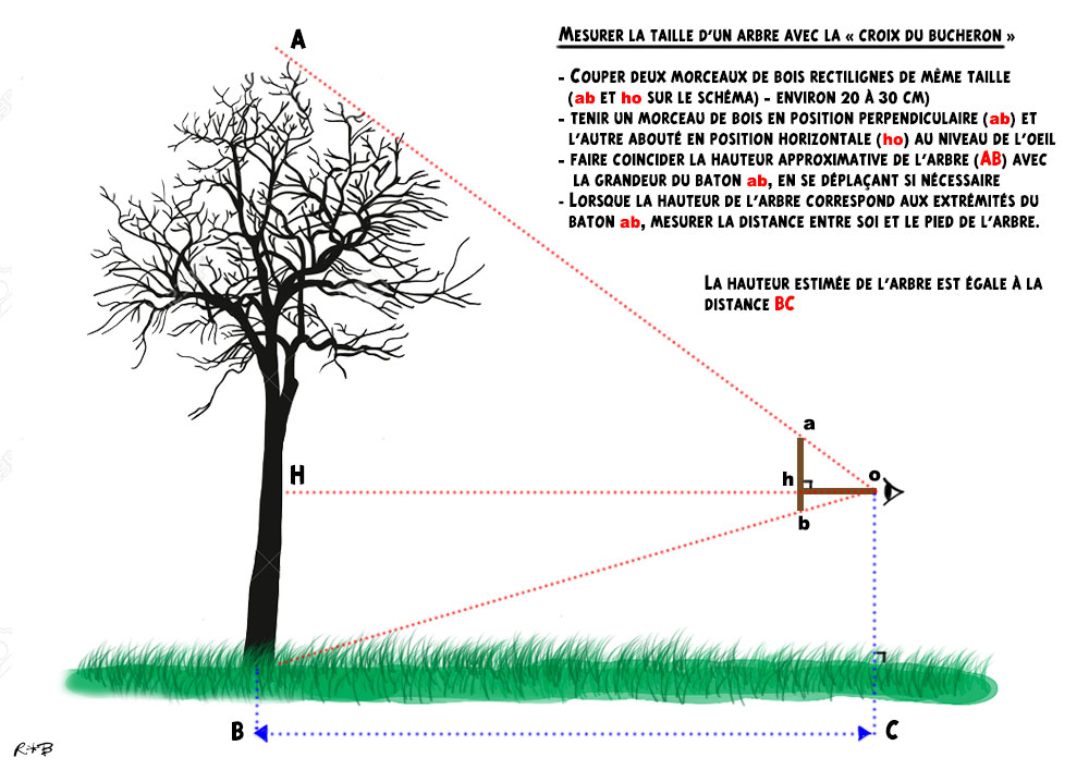 Peintures numériques: Déterminer globalement la hauteur d'un arbre