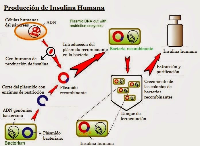 Producción de la insulina humana