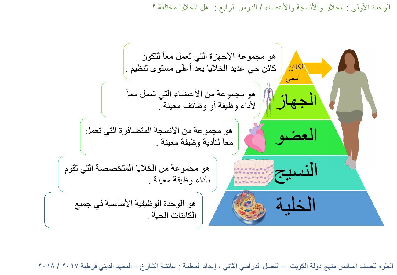 النسيج هو مجموعة من الاعضاء والتي تقوم بوظيفة محددة في المخلوق الحي