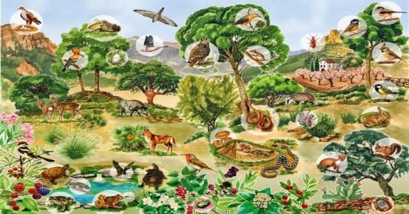Perdida de Biodiversidad