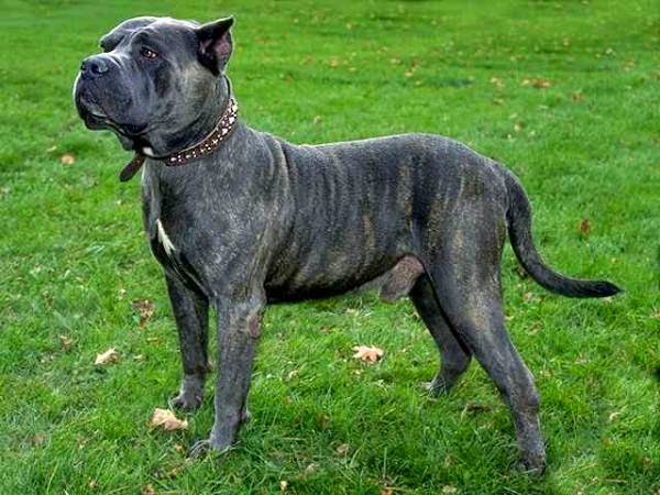 Presa Canario