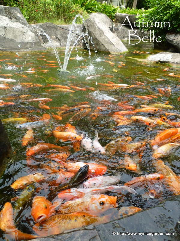 My Nice Garden The Japanese Koi Pond at Hotel Equatorial Bangi