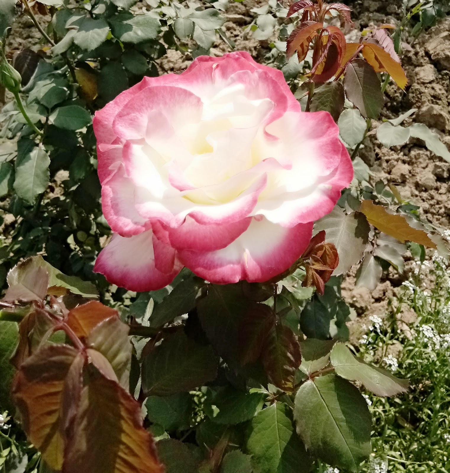 National Flower of United Kingdom Britain