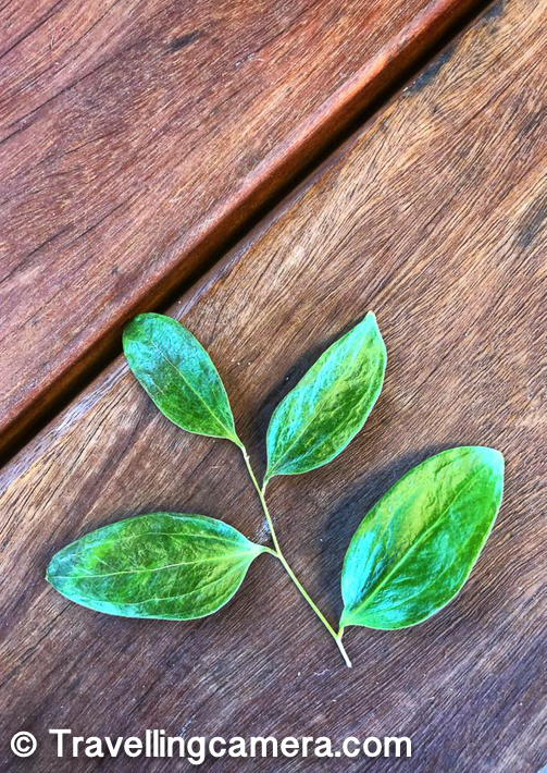 I found this small branch of a neighboring plants and found it worth clicking on this wooden platform of Thomas Fogarty Winery. Although I don't know the name of these leaves and the plant these belong to. 