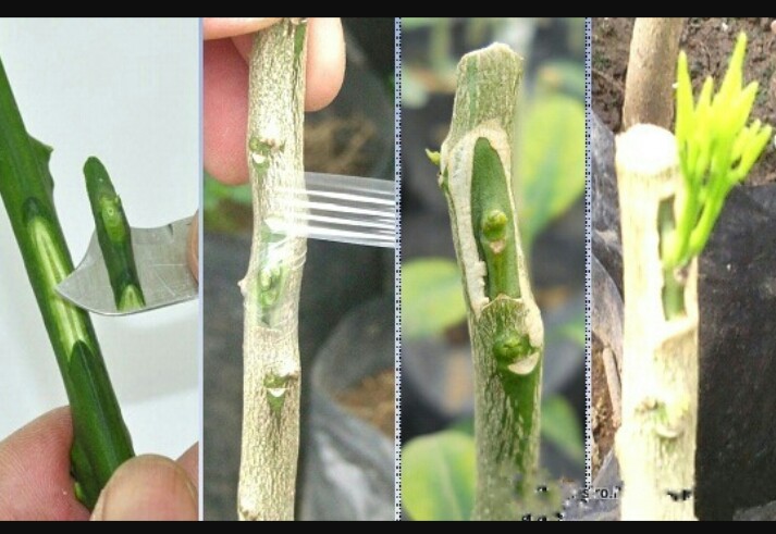 Gambar Tumbuhan yang Bersifat Okulasi