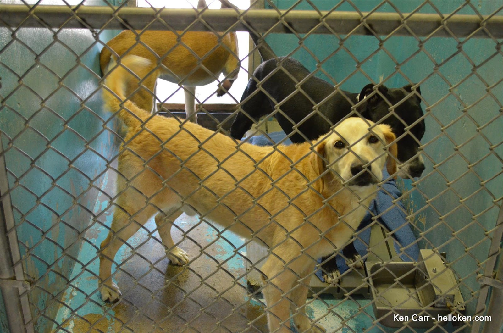 Behind the scenes at the Humane Society