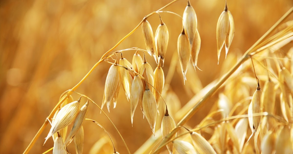 овсянка поле