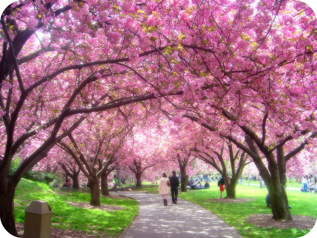 siapa yang bisa menyangkal keindahan taman taman di jepang ketika bunga sakura sedang bermekaran