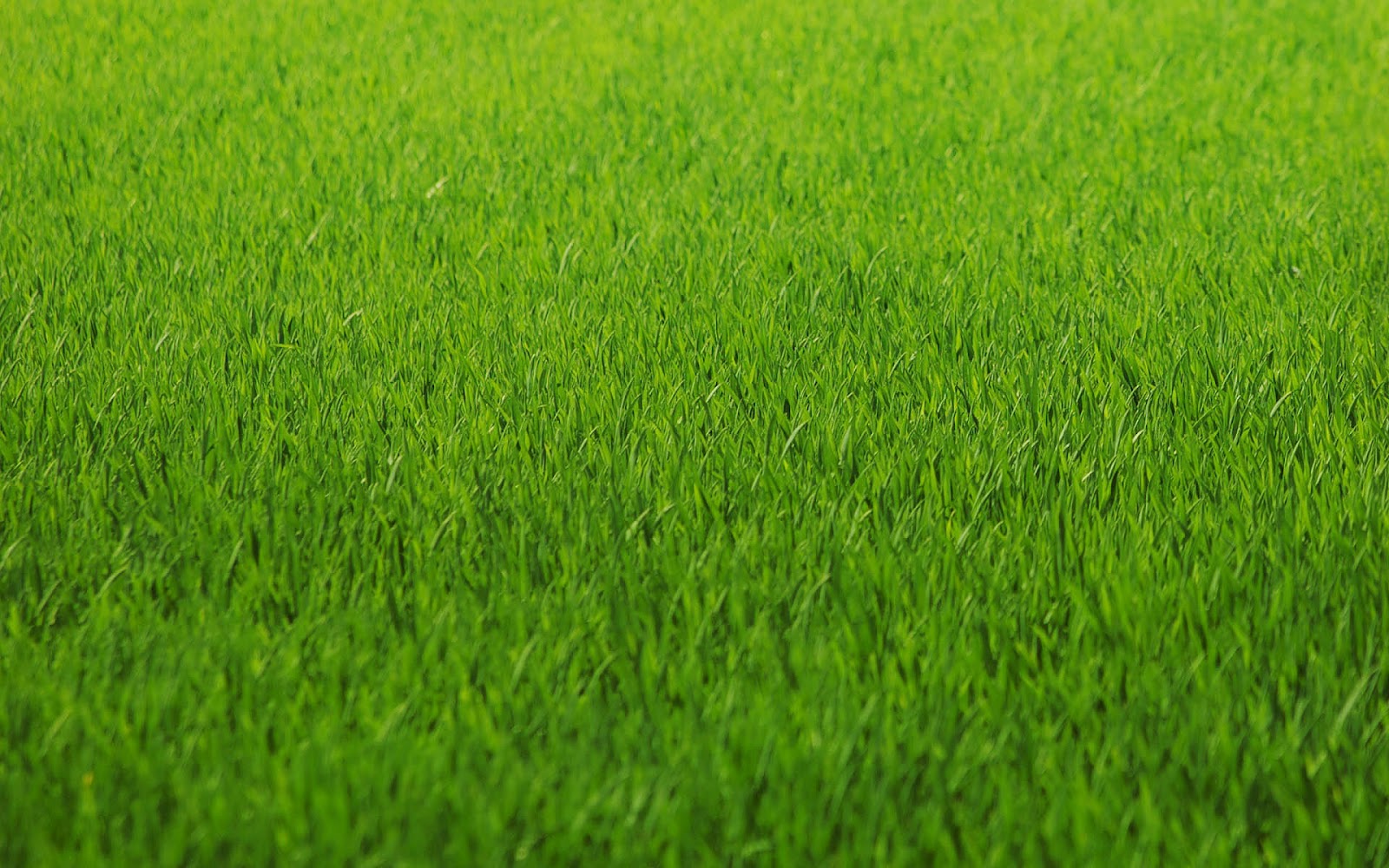 Gras Achtergronden Gras Achtergronden