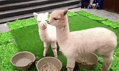 20191230055034_86084f4b537c5931e2624041a1bff9c7_mf2i.gif