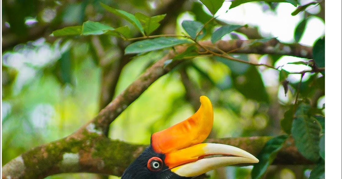 Istimewa 23+ Gambar Burung Enggang Dayak