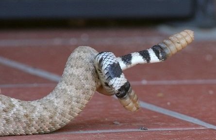 Arizona: Beetles, Bugs, Birds and more: Many Ways to Shoot a Rattler