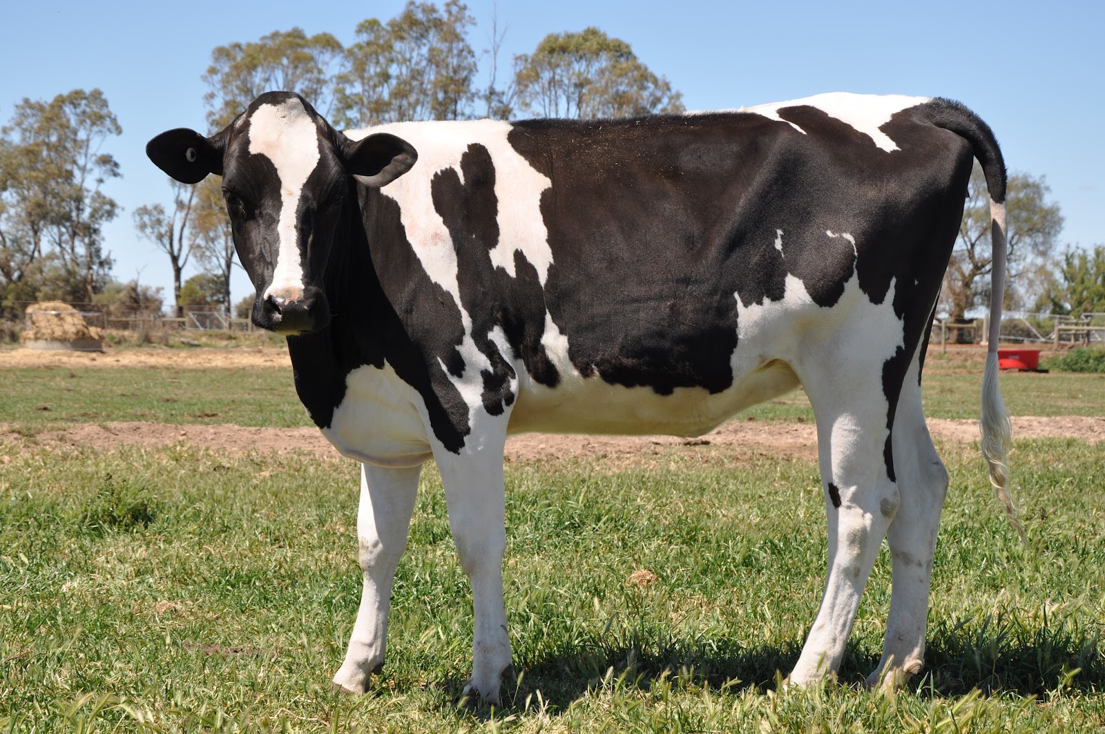 Windy Ridge Holsteins