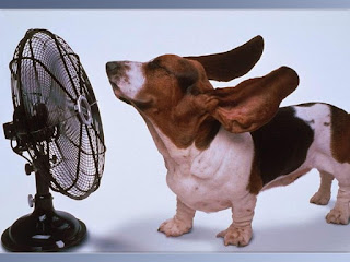 Funny Dog Image Drying Sweat Under Fan