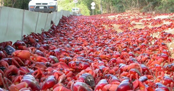 the red crab migration