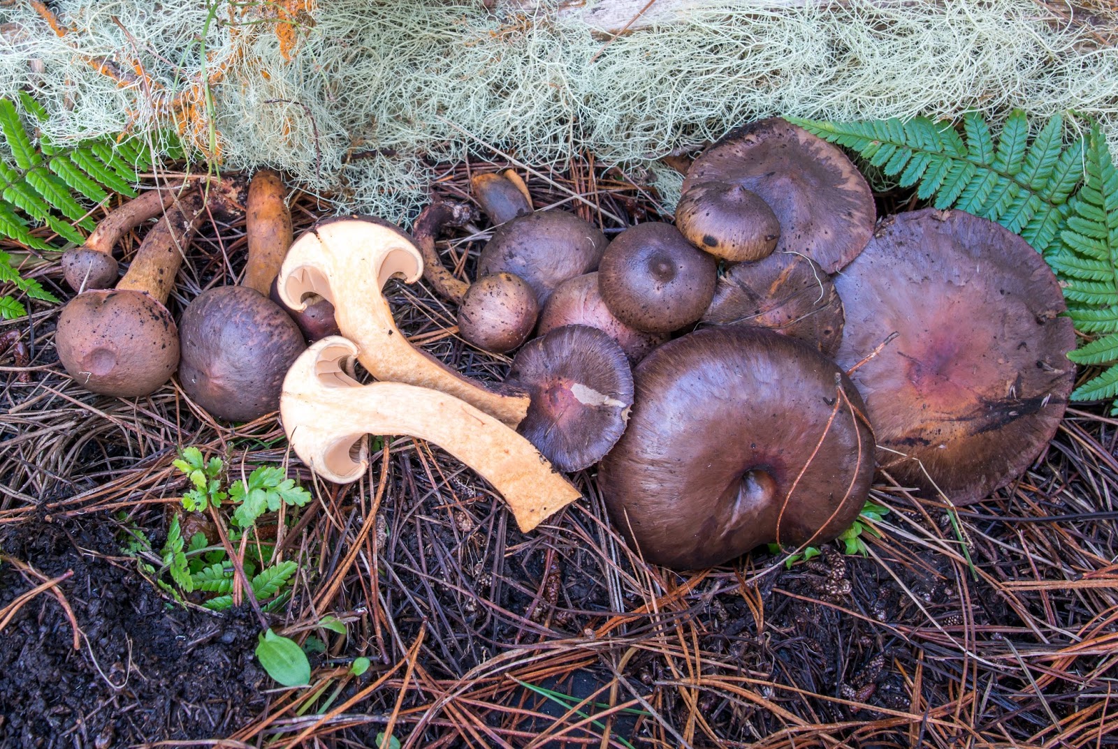 The 3 Foragers Foraging for Wild, Natural, Organic Food Wild