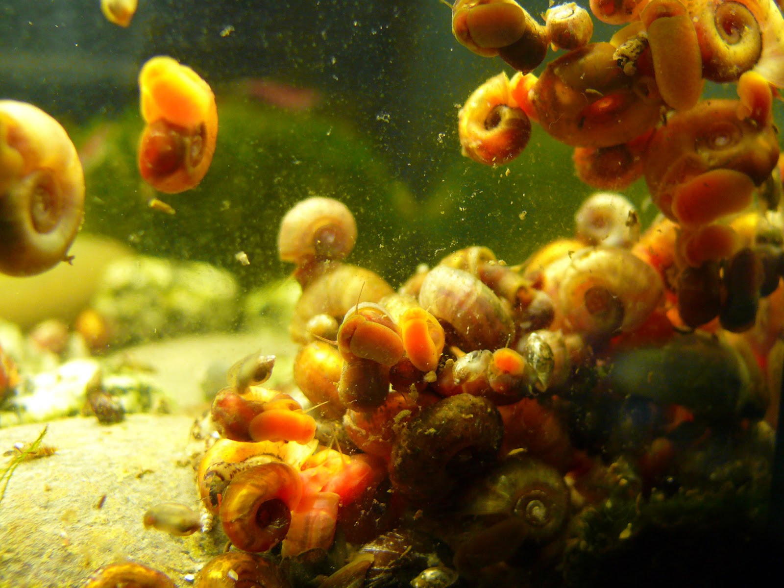 сомик анциструс икра. сомик анциструс икра. анциструс икринки. нерестовик данио рерио нерестовик. нерестовик для анциструсов.