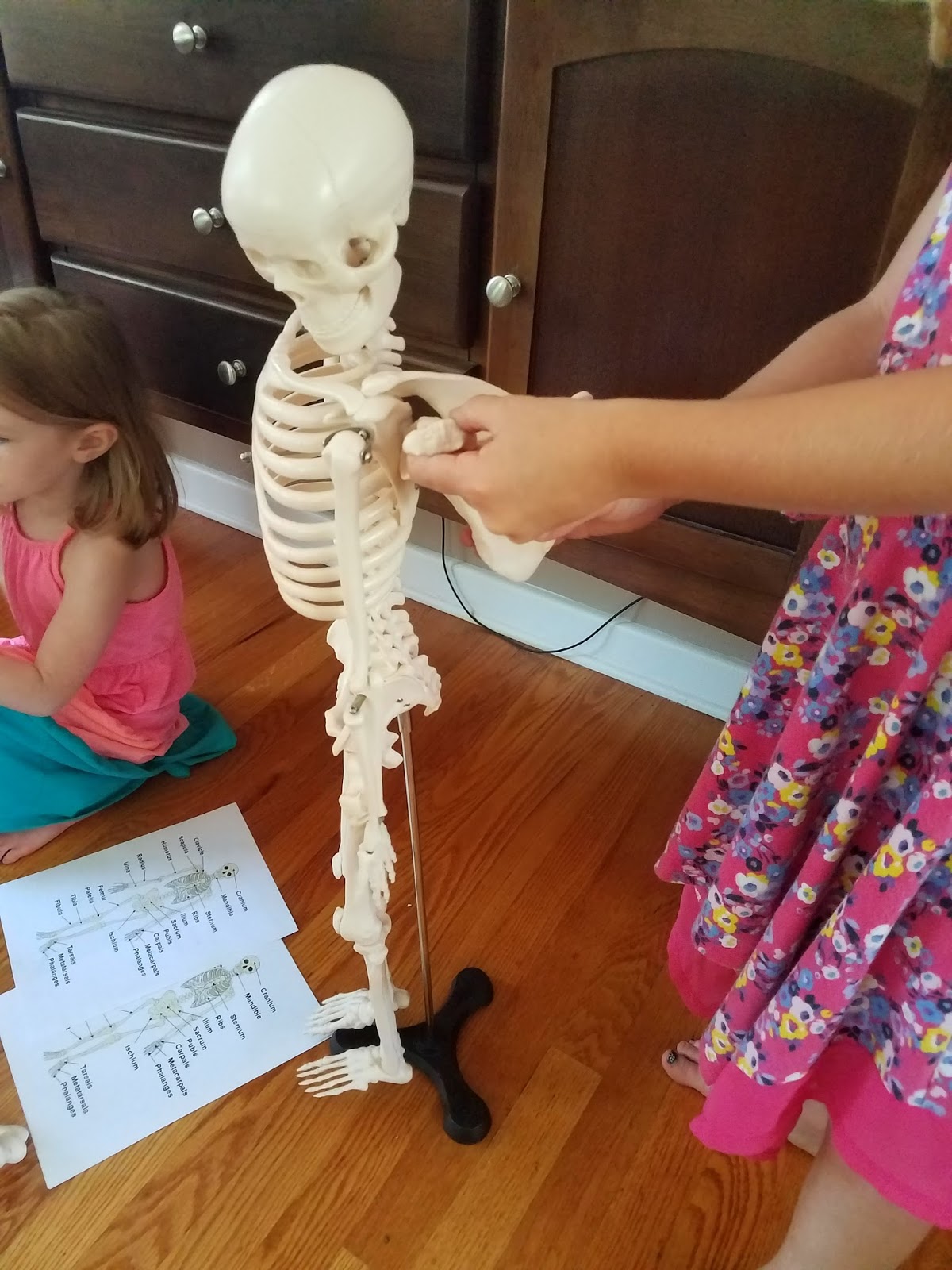 Kidspert A Fun Way To Teach About The Human Body and Bones