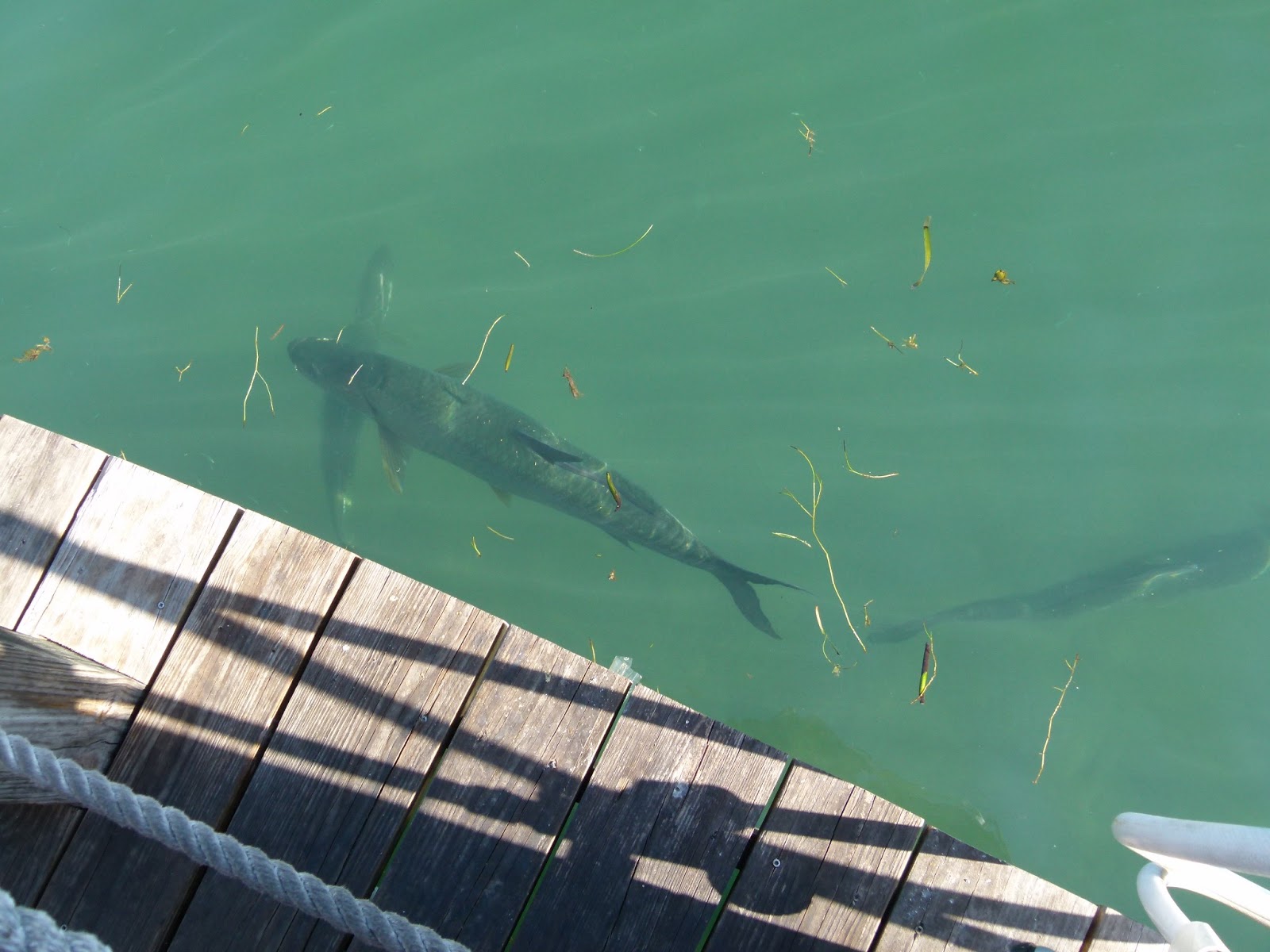 Visit Key West Tarpon feeding in Key West