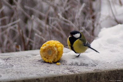 pitigoimareparusmajorchaffinch