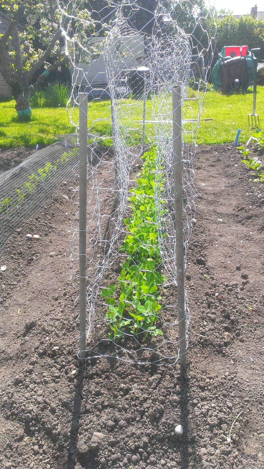 Allotment Blog Pea Netting Installed