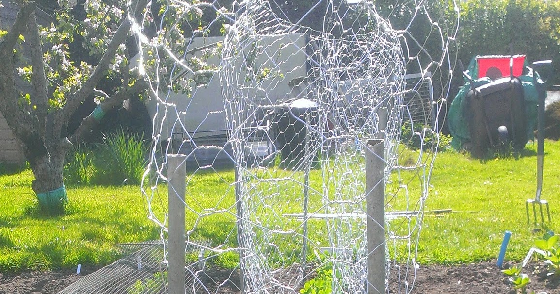 Allotment Blog Pea Netting Installed