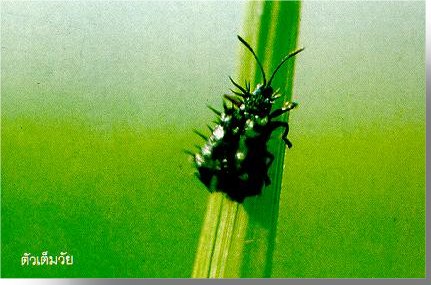 Rice insect pest in Bangladesh