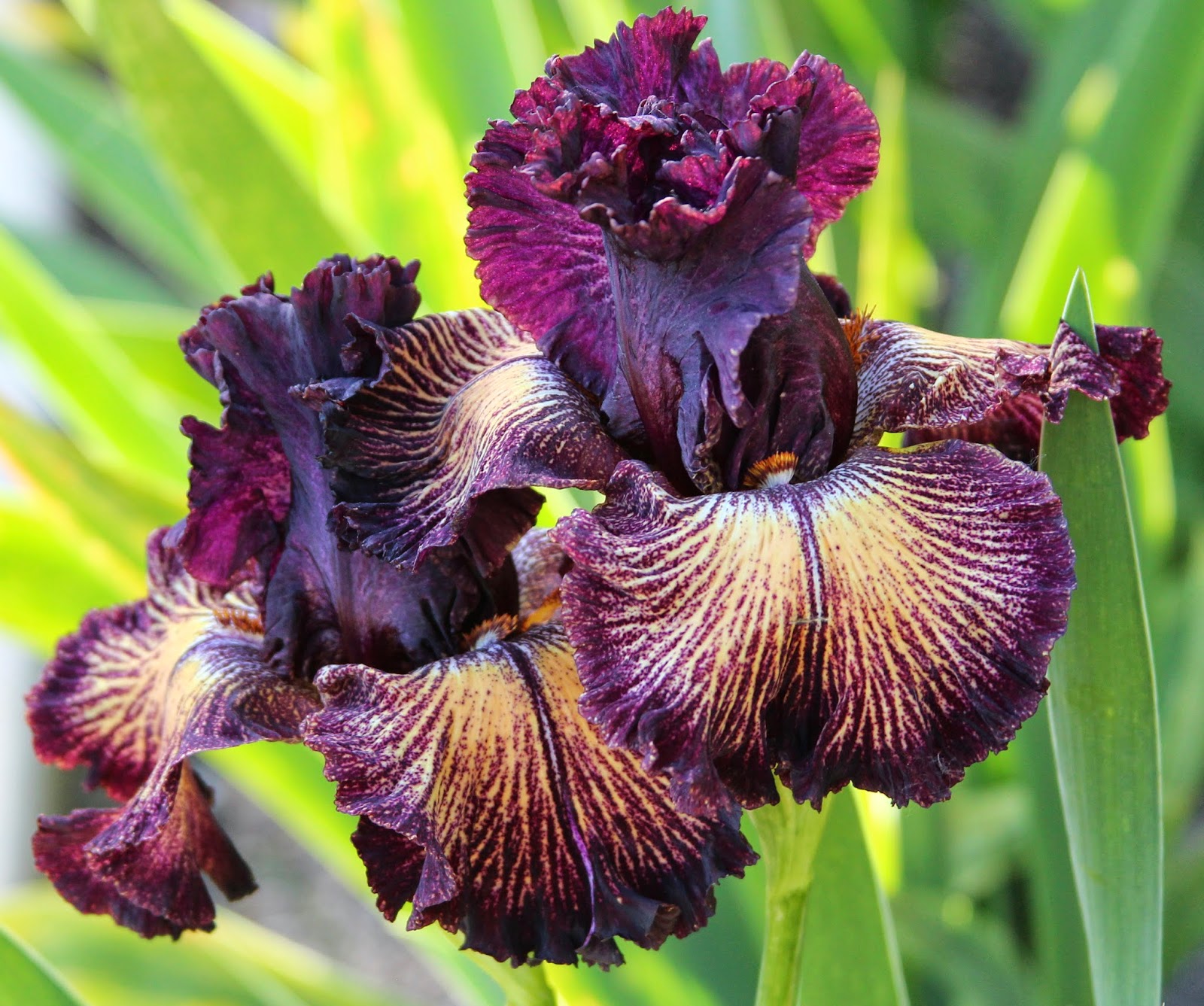 World of Irises "Talking Irises" PLICATA TALL BEARDED IRISESan historic past and an exciting