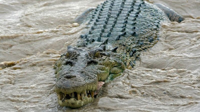 Crocodilo leva mulher que nadava numa praia da Austrália