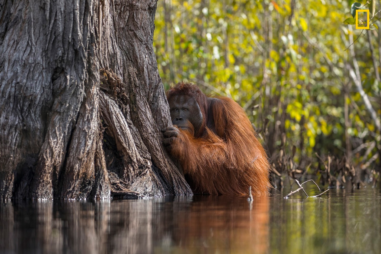 Фотоархив National Geographic