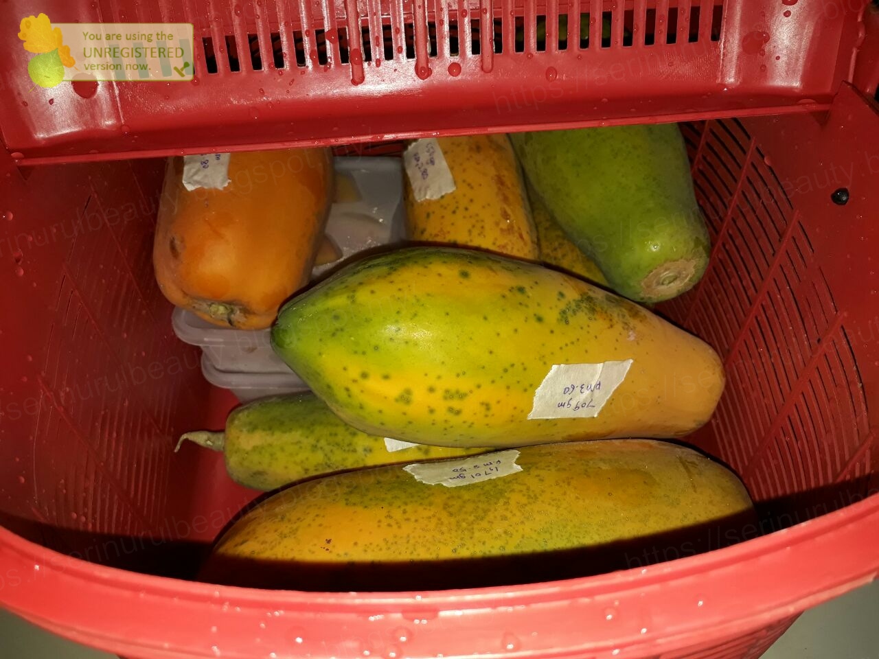 Healthy Nurul Beauty Papaya harvest for today = 7 unit of them