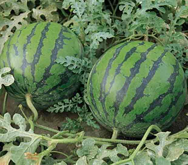 Kilimo cha Matikiti Sehemu ya tatu (Growing Watermelons Part three)