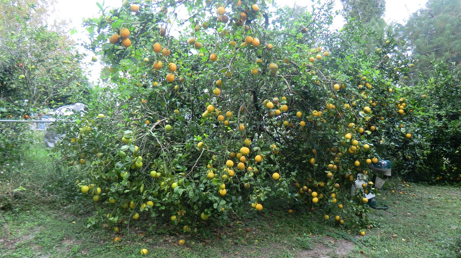 Florida Gardening Zone 9 Lemon Tree is Loaded