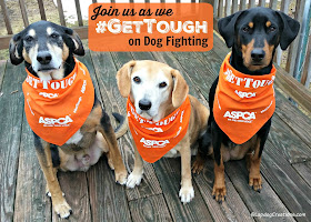 3 rescued dogs wearing ASPCA bandanas