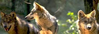 El ultimo aullido de esperanza del lobo mexicano (Canis lupus baileyi ...