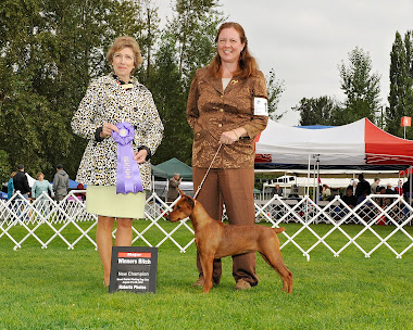 AKC Champion Immer Treu Midnight Dash of Cinnamon