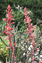 Hesperaloe parviflora-False Red Yucca