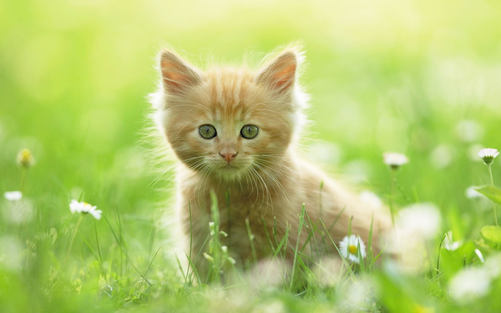 Inpirasi Hidup Gambar Kucing Yg Cute Peminat Korang Nak Tengok