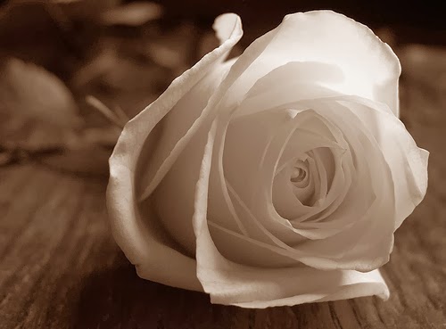 Kumpulan Gambar  Bunga  Mawar  Putih  yang  Cantik  Indah Blog 