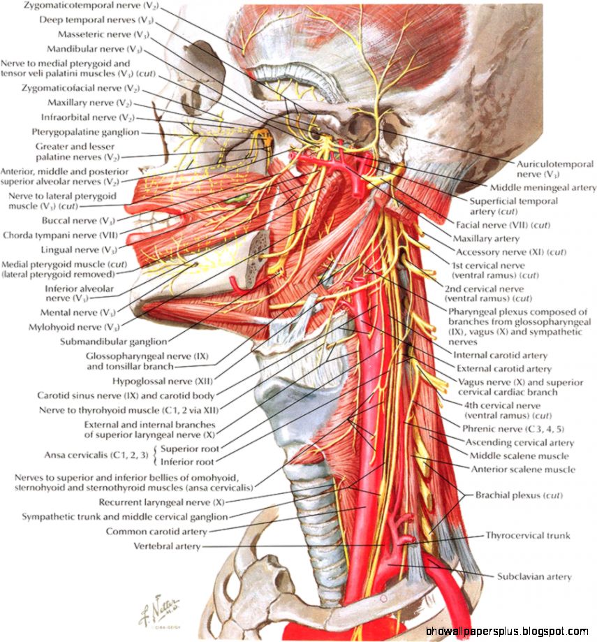 Neck Anatomy Image