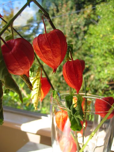 BEAUTIFUL FLOWERS: Chinese Lantern Flowers - Pictures & Meanings