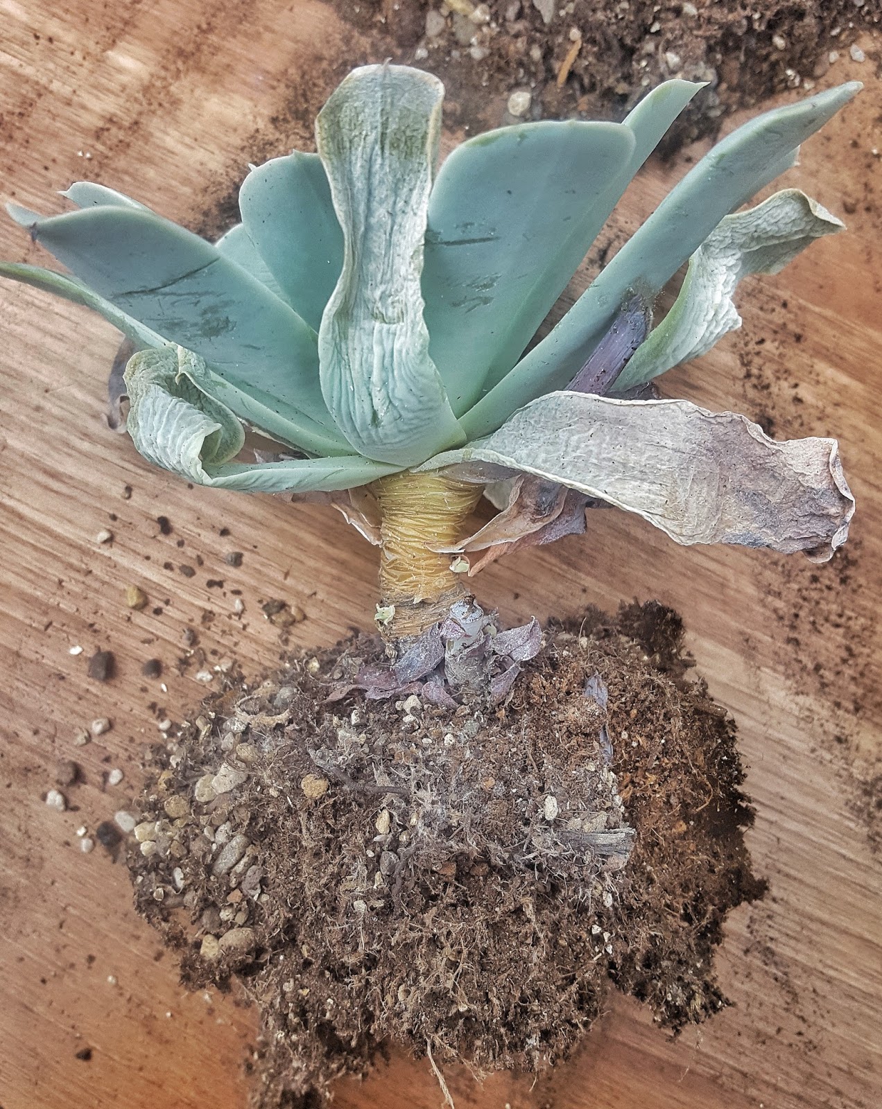 Succulent with dead leaves before removal