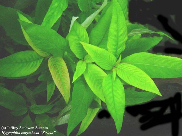 Aquaplantarium Hygrophila Corymbosa Giant Hygrophila