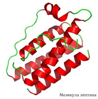 Молекула лептина