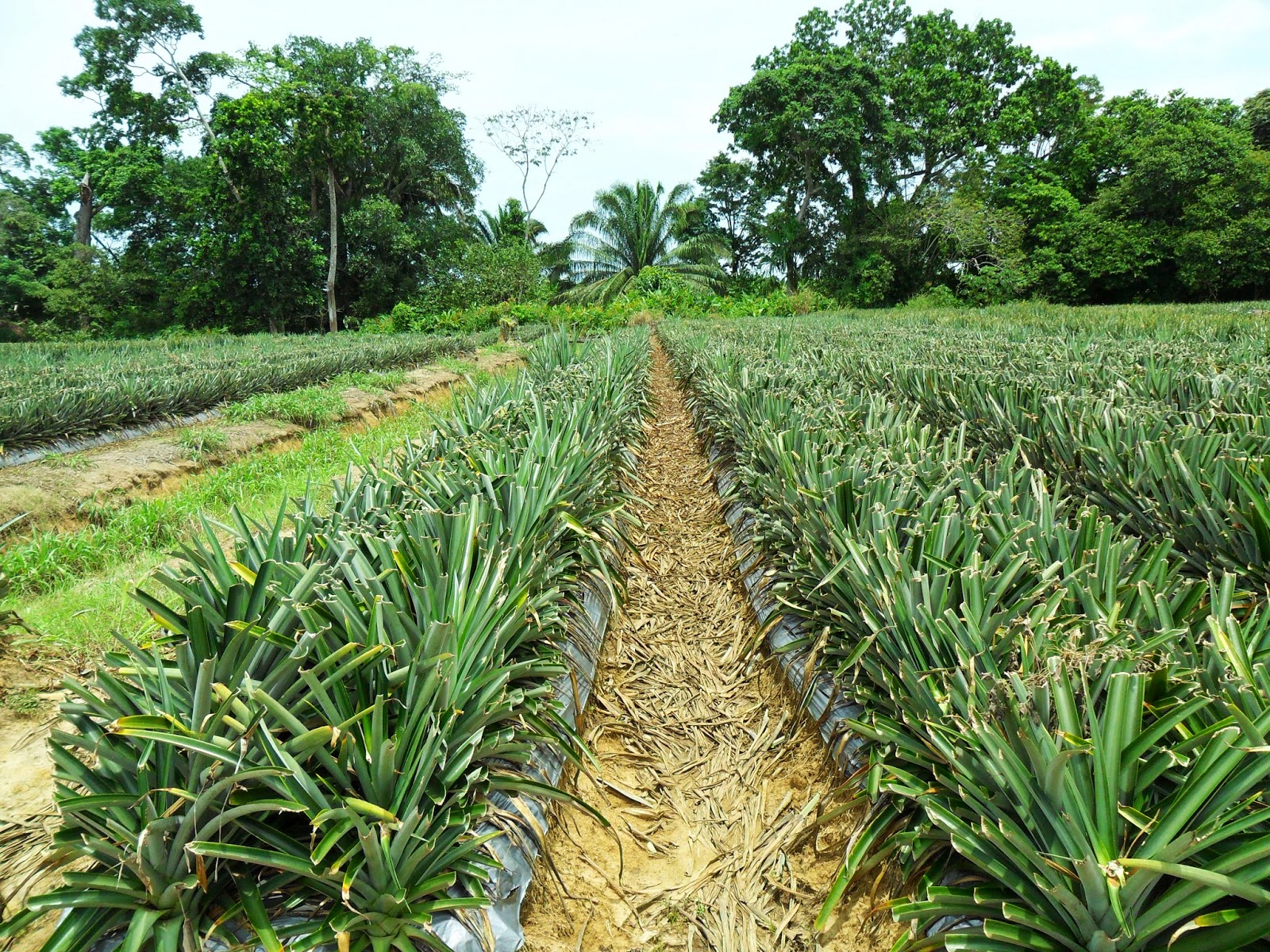 Servicios Integrales del Agro.: EL CULTIVO DE PIÑA MD2.
