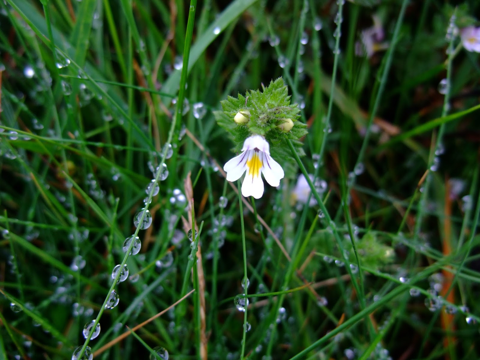 HERBAL PICNIC EYEBRIGHT