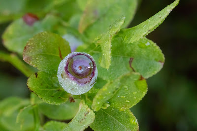 [Ericaceae] Vaccinium myrtillus – Blue Whortleberry, European Blueberry (Mirtillo nero)