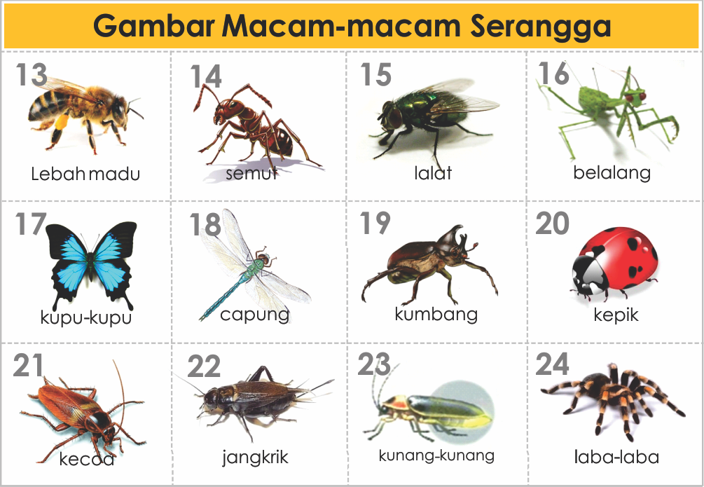 Macam Macam Jenis Serangga dan Nama Latinnya - Cara Budidaya Pertanian