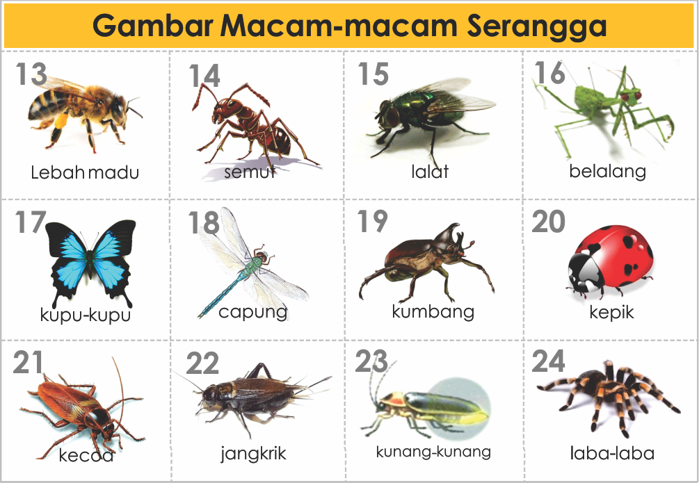 Gambar Klasifikasi Serangga